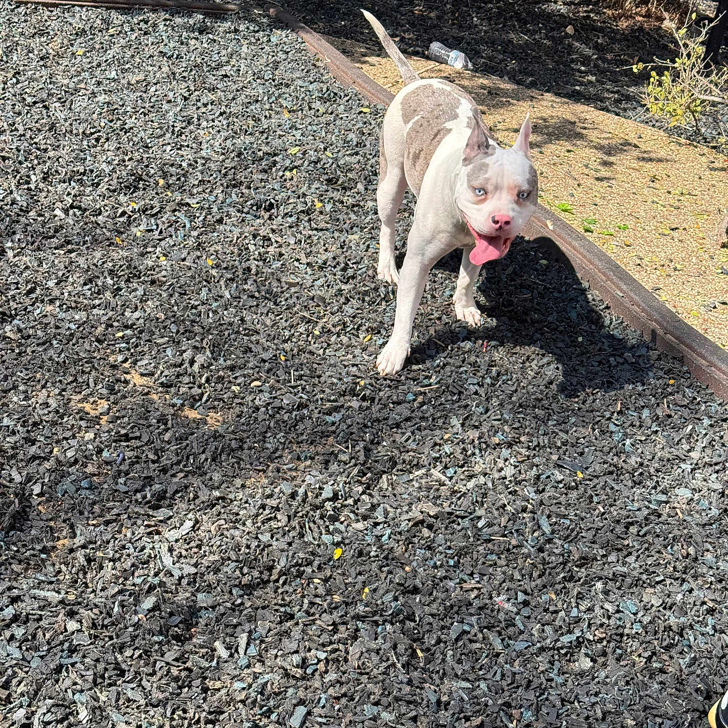 Katara joined the competition — help win amazing prizes! dog, animal, outdoor, sunny, blue_eyes, tongue_out, mulch, bench, tail, pink_nose, pet, playful, daylight, ground, fence, shadow, plant, happy, walking, ears_up