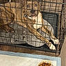 Blue joined the competition — help win amazing prizes! dog, crate, pet_bed, brindle, indoor, floor, food_bowl, pet_food, metal_bars, wood_floor, animal, canine, looking_up, resting, collar, paw, cage, domestic_animal, pet, cute