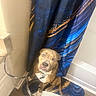 Blue is registered to the contest to win money with this photo: dog, brindle, bathroom, shower_curtain, bath_mat, floor, wall, curtain, pet, indoor, corner, looking_up, collar, tile_floor, home, curious, sitting, animal, domestic, brown