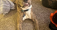 Blue joined the competition — help win amazing prizes! dog, brindle, carpet, indoor, towel, boot, collar, pet, animal, floor, blanket, paw, expression, cute, looking_up, household, fur, muzzle, resting, domestic