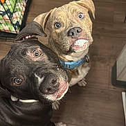 Blue joined the competition — help win amazing prizes! dog, pets, indoor, floor, wooden_floor, collar, crate, office_chair, brown_dog, black_dog, curious, looking_up, two_dogs, canine, companion, animal, cute, domestic_animal, friendly, household