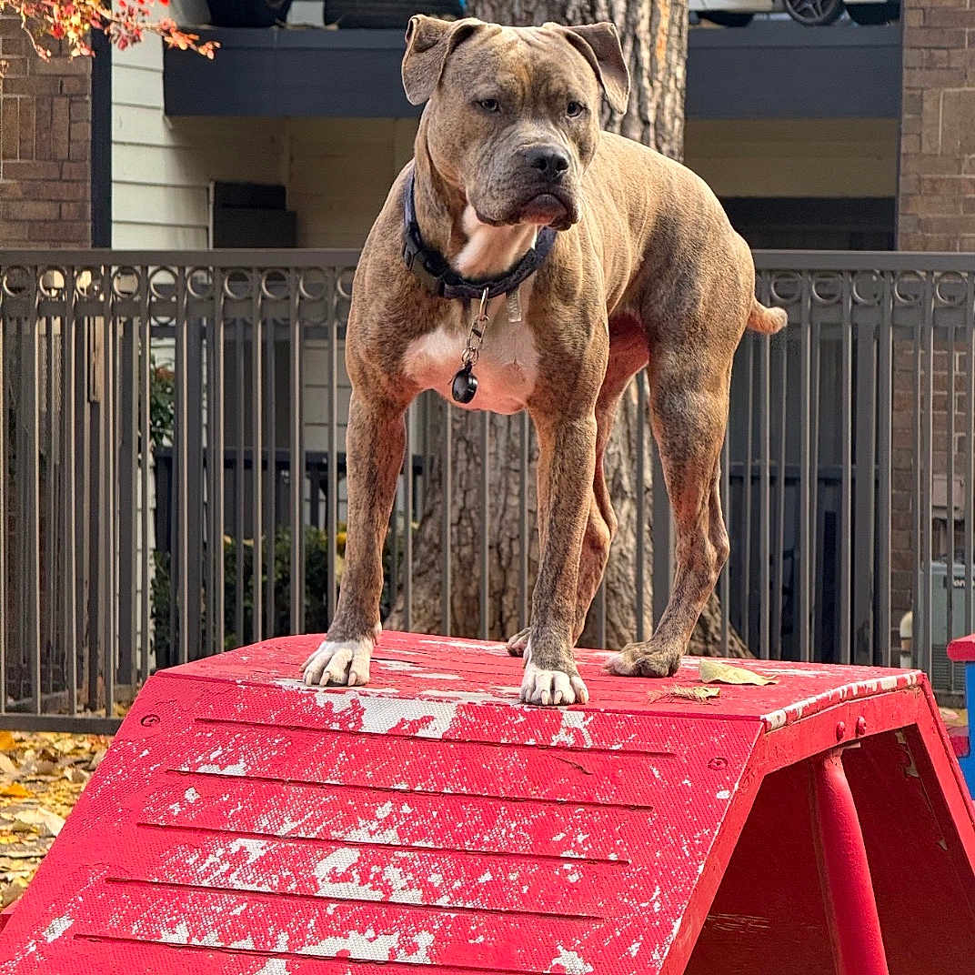 Blue is registered to the contest to win money with this photo: dog, outdoor, ramp, red, autumn, leaves, apartment, fence, tree, pet, animal, standing, alert, collar, brindle, canine, playground, urban, daylight, background