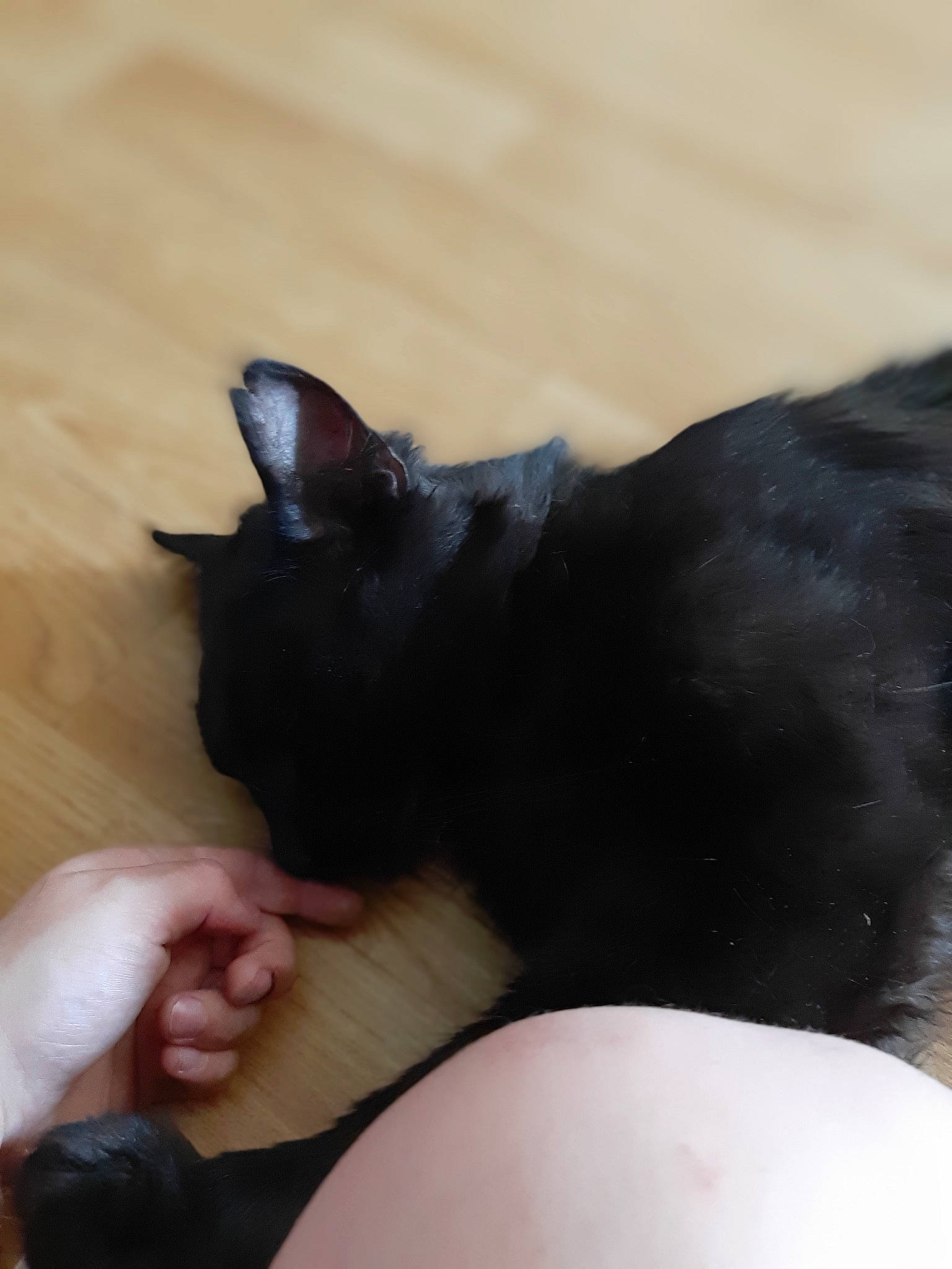 Batman participe au concours pour gagner de l'argent avec cette photo : asian, black, black_cat, bombay, carnivore, cat, ear, felidae, skin, small_to_medium_sized_cats, snout, tail, whiskers