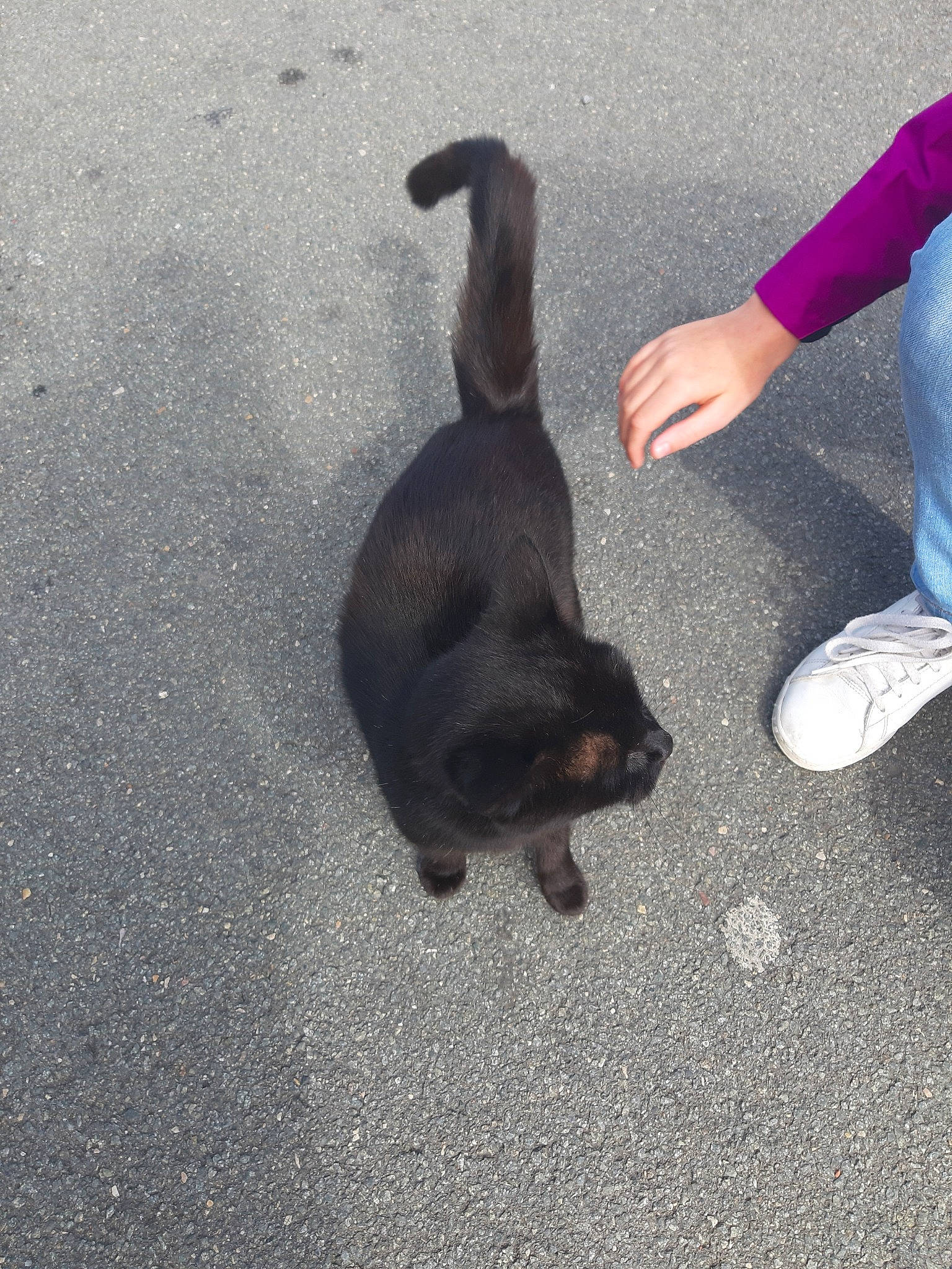 Batman a rejoint le concours — aidez-le/la à gagner de superbes lots ! black_cat, canidae, carnivore, cat, dog, dog_breed, ear, felidae, paw, puppy, small_to_medium_sized_cats, snapshot, snout, street_dog, tail