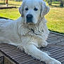 animal, calm, canine, closeup, daytime, deck, dog, fur, golden_retriever, grass, laying_down, mammal, nature, outdoor, pet, portrait, relaxed, sunlight, white_dog, wooden_deck
