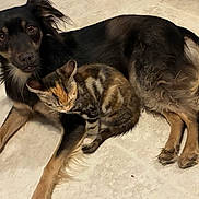 Kimber joined the competition — help win amazing prizes! animal, black, brown, cat, companion, cute, dog, domestic, floor, friendship, fur, furry, indoor, lying_down, pet, relaxing, resting, striped, tile, together