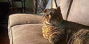 Dudley is registered to the contest to win money with this photo: animal, calm, cat, couch, cozy, curtain, domestic_animal, fur, furniture, home, indoor, light, living_room, pet, relaxing, shadow, sitting, tabby_cat, whiskers, wood_floor