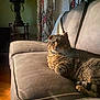 Dudley is registered to the contest to win money with this photo: cat, tabby_cat, couch, indoor, furniture, curtain, light, shadow, wood_floor, pet, relaxing, cozy, animal, domestic_animal, whiskers, fur, sitting, home, living_room, calm
