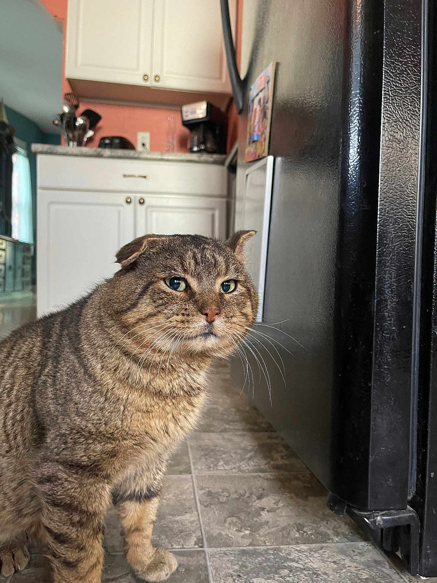 Dudley is registered to the contest to win money with this photo: cat, tabby, ears, fur, whiskers, floor, tile, kitchen, cabinet, refrigerator, appliance, home, domestic, pet, animal, indoor, serious, standing, feline, closeup