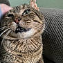 cat, tabby_cat, close_up, indoor, pet, feline, whiskers, teeth, mouth_open, couch, textured_fabric, funny_expression, fur, animal, domestic_cat, cute, portrait, relaxed, sitting, house_pet