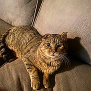 Dudley joined the competition — help win amazing prizes! animal, cat, couch, cozy, domestic, ears, feline, fur, furniture, indoor, light, mammal, pet, relaxed, resting, shadow, striped, tabby_cat, texture, whiskers