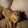animal, cat, couch, cozy, domestic, ears, feline, fur, furniture, indoor, light, mammal, pet, relaxed, resting, shadow, striped, tabby_cat, texture, whiskers