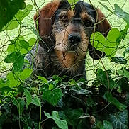 Tango a rejoint le concours — aidez-le/la à gagner de superbes lots ! dog, fence, greenery, leaves, wire_mesh, outdoor, pet, animal, grass, nature, ears, face, brown, black, snout, curious, closeup, portrait, garden, canine