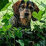dog, fence, greenery, leaves, wire_mesh, outdoor, pet, animal, grass, nature, ears, face, brown, black, snout, curious, closeup, portrait, garden, canine