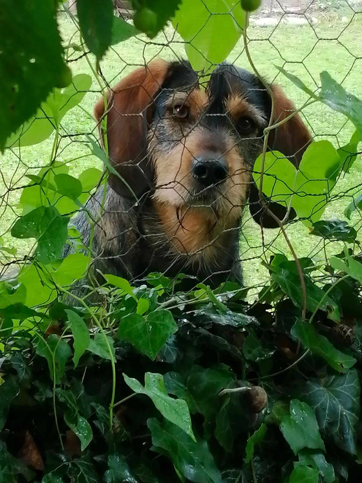 Tango