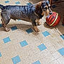animal, basketball, black, brown, curious, dog, domestic, ears, floor, fur, home, indoor, legs, pet, playful, shadow, small_dog, snout, tile_pattern, wooden_chair