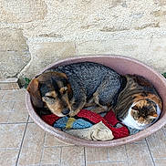 Tango participe au concours pour gagner de l'argent avec cette photo : animal, blanket, brown_dog, cat, companion, cozy, dog, domestic_animals, fur, outdoor, peaceful, pet_bed, quiet, relaxed, resting, sleeping, snuggling, stone_wall, tabby_cat, tile_floor