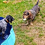 Tango participe au concours pour gagner de l'argent avec cette photo : animal, ball, black, brown, canine, collar, dog, dogs, fun, fur, grass, muzzle, nature, outdoor, pet, play, pool, summer, tail, water