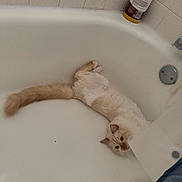 Dexter is registered to the contest to win money with this photo: bathroom, bathtub, cat, cat_face, closeup, cream_color_fur, feline, fluffy_tail, grooming_product, indoor, lying_down, paws, pet, playful, porcelain, relaxing, shampoo_bottle, shower_curtain, tile_wall, whiskers