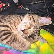 Nessie joined the competition — help win amazing prizes! cat, kitten, sleeping, tabby, fur, paw, ear, blanket, tie_dye, colorful, pattern, close_up, cute, resting, animal, domestic, pet, cozy, soft, indoor