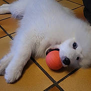 Alfa a rejoint le concours — aidez-le/la à gagner de superbes lots ! dog, white, fluffy, puppy, ball, toy, playful, floor, tile, indoor, pet, cute, animal, lying, mouth, chewing, young, friendly, companion, fun