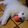 dog, white, fluffy, puppy, ball, toy, playful, floor, tile, indoor, pet, cute, animal, lying, mouth, chewing, young, friendly, companion, fun