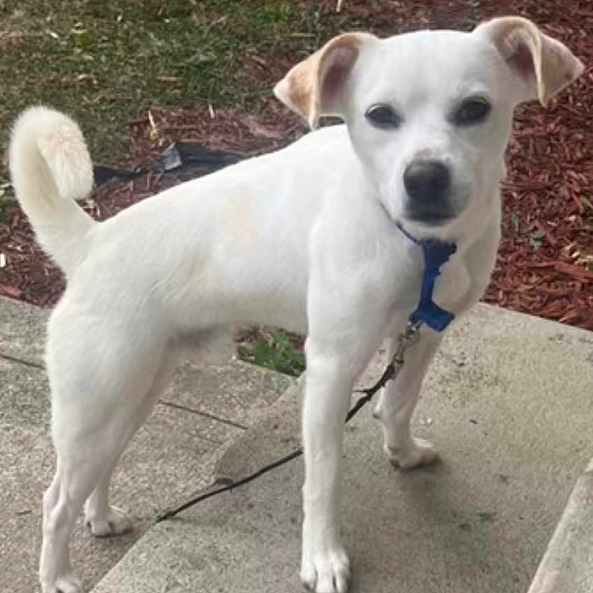 Timmi joined the competition — help win amazing prizes! alert, animal, canine, collar, curled_tail, daylight, dog, ears, fur, grass, leash, mulch, nature, outdoor, pavement, pet, sidewalk, snout, standing, white_dog