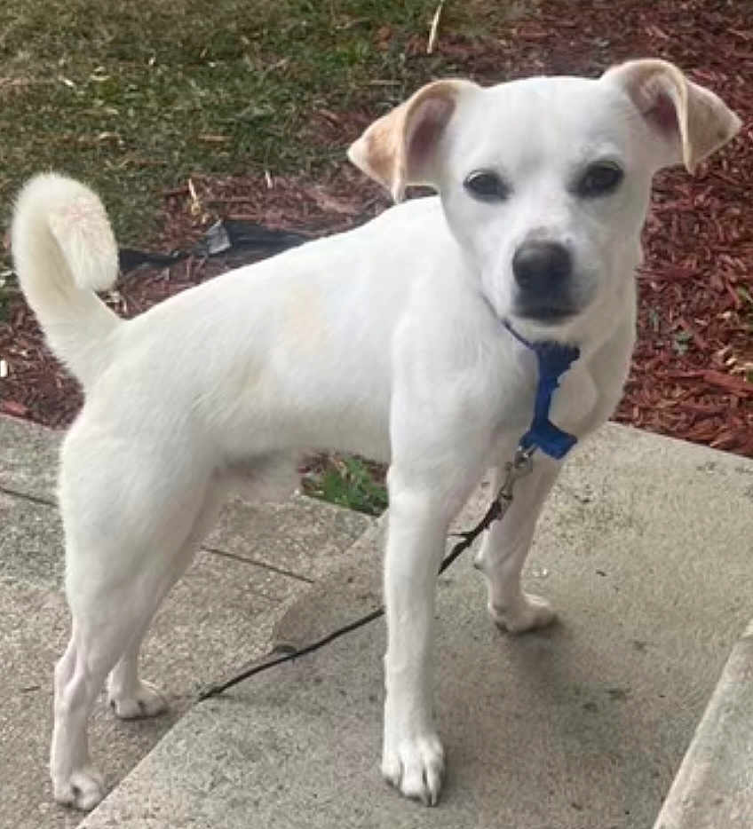 Timmi joined the competition — help win amazing prizes! dog, white_dog, outdoor, sidewalk, grass, mulch, leash, collar, pet, animal, curled_tail, alert, standing, canine, fur, ears, snout, pavement, nature, daylight