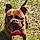 Bruno