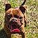 Bruno