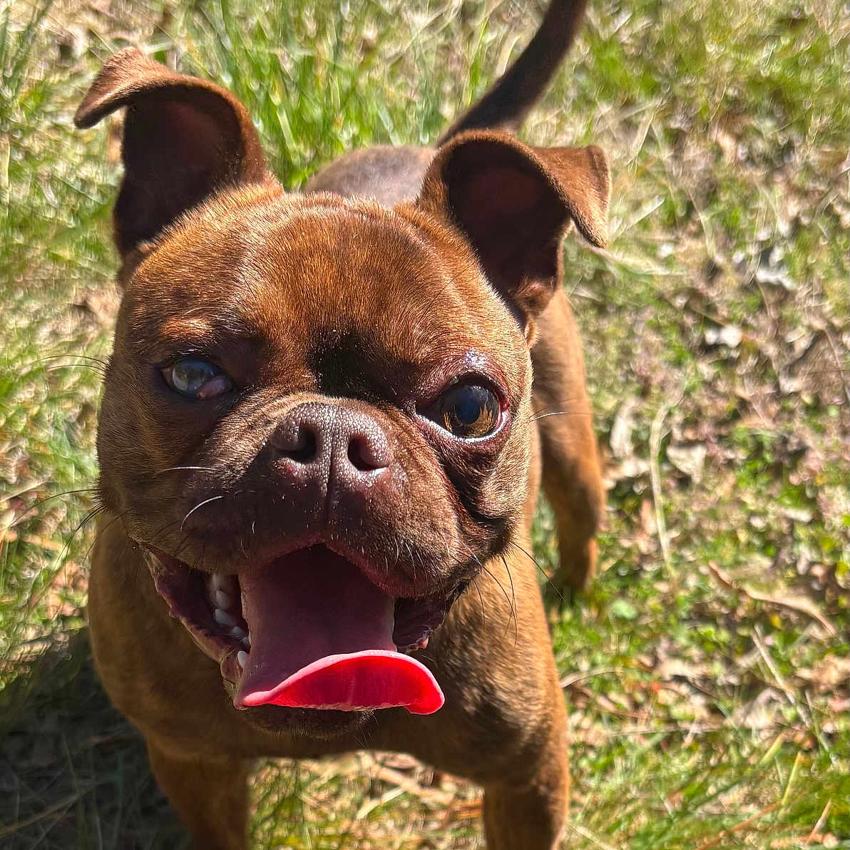 Bruno is registered to the contest to win money with this photo: animal, brown_dog, canine, close_up, cute, daylight, dog, ears_up, excited, friendly, grass, happy, mammal, nature, outdoor, pet, playful, smiling, sunlight, tongue_out