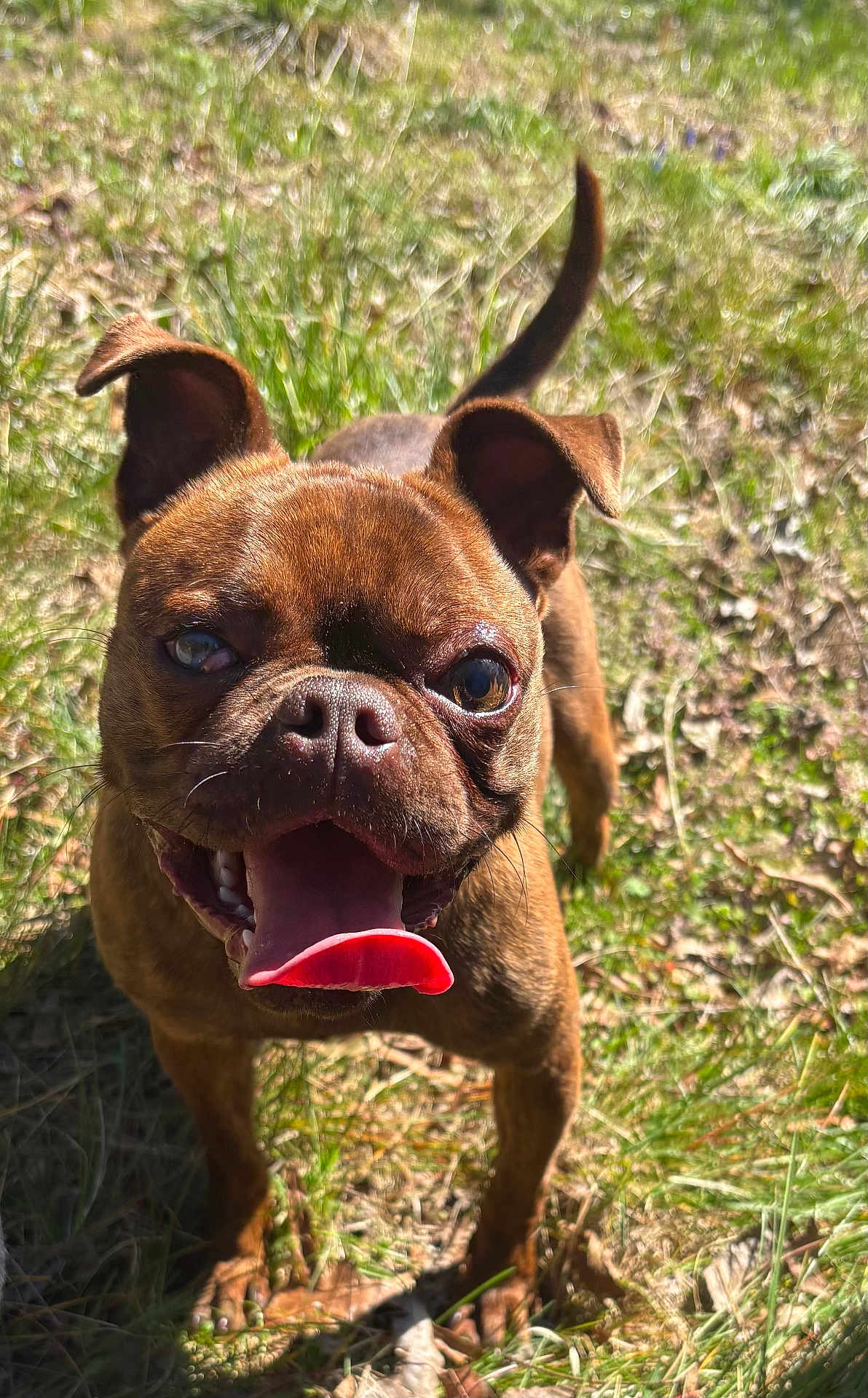 Bruno