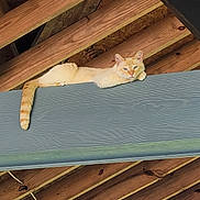 Peter Pan joined the competition — help win amazing prizes! animal, beam, calm, cat, close_up, cream_colored, ears, feline, horizontal, indoor, looking_at_camera, natural_light, pet, planks, relaxed, resting, striped_tail, whiskers, wooden_beam, wooden_ceiling