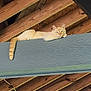 animal, beam, calm, cat, close_up, cream_colored, ears, feline, horizontal, indoor, looking_at_camera, natural_light, pet, planks, relaxed, resting, striped_tail, whiskers, wooden_beam, wooden_ceiling