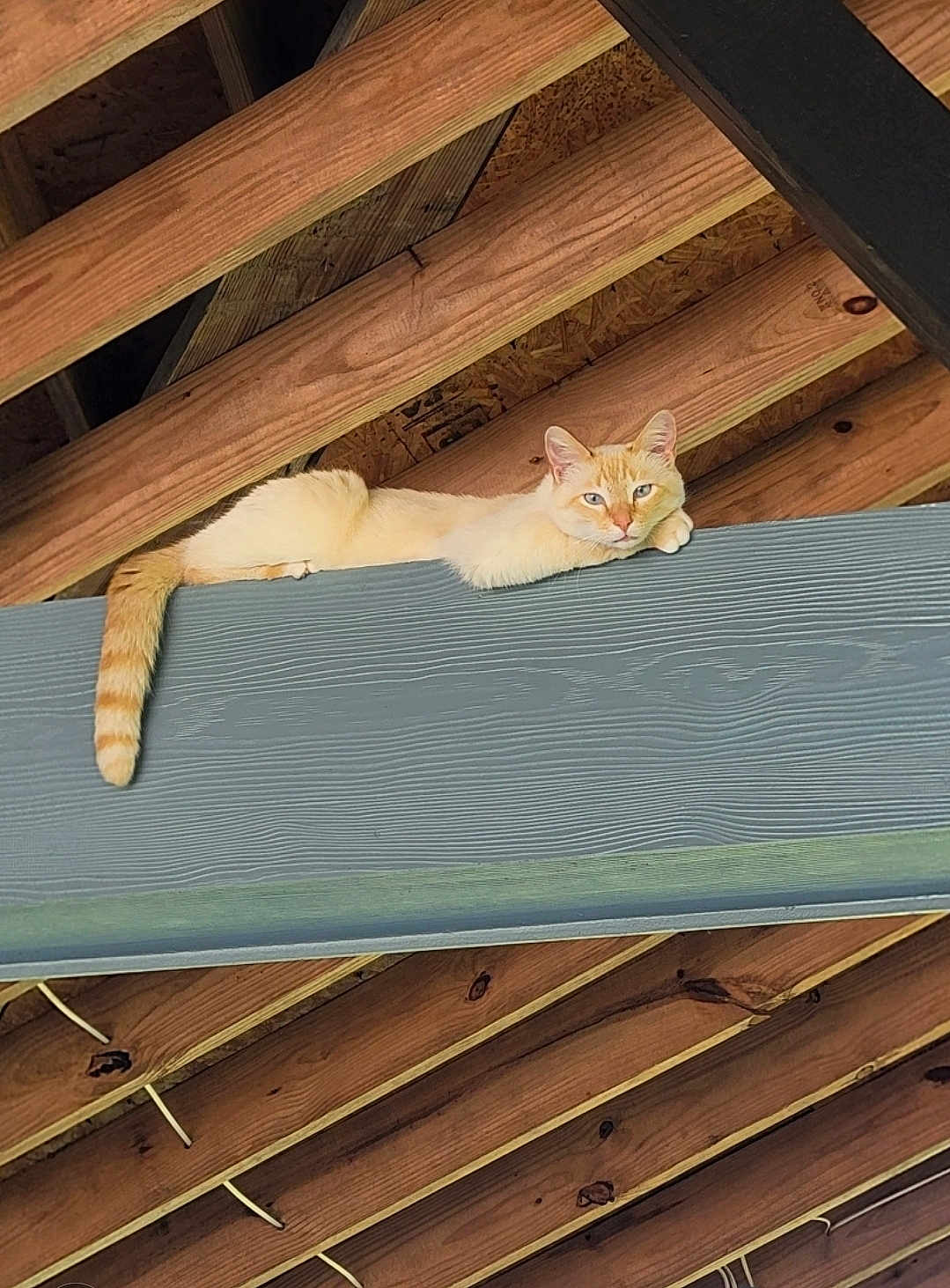 Peter Pan joined the competition — help win amazing prizes! animal, beam, calm, cat, close_up, cream_colored, ears, feline, horizontal, indoor, looking_at_camera, natural_light, pet, planks, relaxed, resting, striped_tail, whiskers, wooden_beam, wooden_ceiling