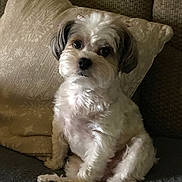Holly is registered to the contest to win money with this photo: dog, pet, indoor, couch, pillow, fluffy, white, gray, small_dog, sitting, cute, fur, animal, companion, domestic_animal, portrait, looking_at_camera, cozy, home, curious