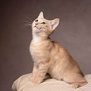 Biscuit is registered to the contest to win money with this photo: kitten, cat, ginger_cat, orange_fur, feline, animal, pet, sitting, looking_up, whiskers, ears, tail, paws, cushion, indoor, studio, portrait, soft_lighting, fluffy, cute