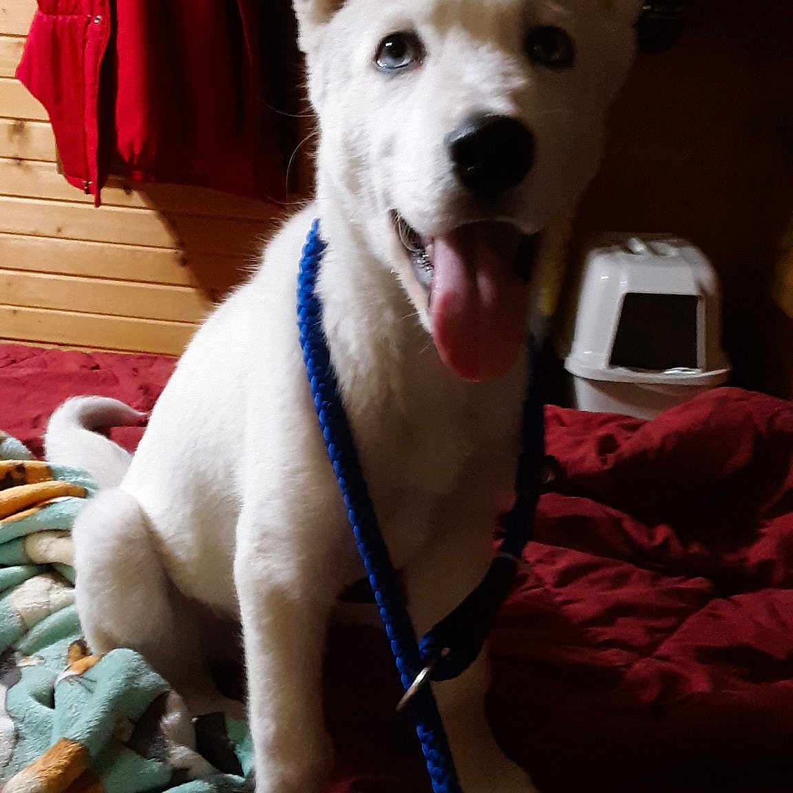 Sir Dude Blanco