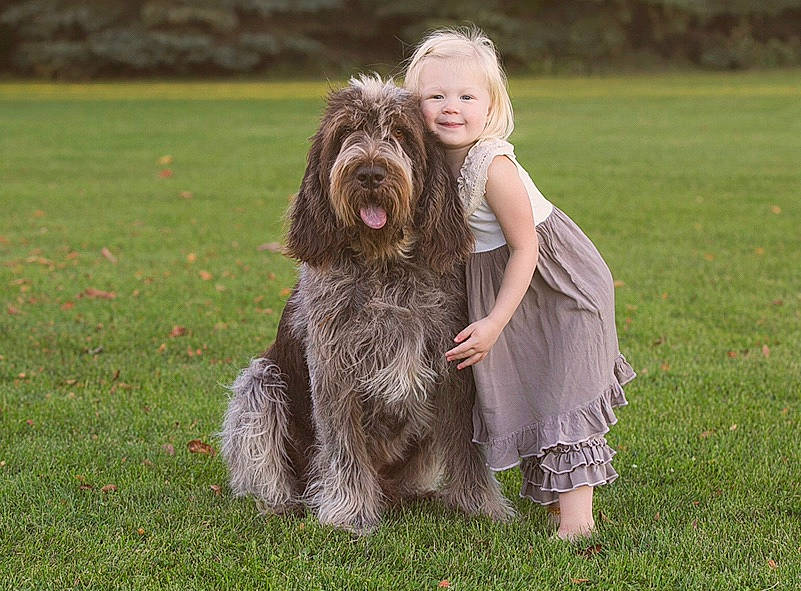 Bergit is registered to the contest to win money with this photo: briard, canidae, cao_da_serra_de_aires, carnivore, catalan_sheepdog, dog, dog_breed, german_longhaired_pointer, hunting_dog, joy, mammal, person, rare_breed_dog, schapendoes, spaniel, spinone_italiano, sporting_group, terrier, vertebrate, wirehaired_pointing_griffon