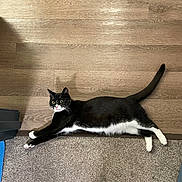 T Challa is registered to the contest to win money with this photo: animal, black_and_white, carpet, cat, curious, domestic_cat, feline, floor, fur, household, indoor, mammal, paws, pet, relaxed, resting, side_view, stretching, tail, whiskers