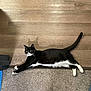 animal, black_and_white, carpet, cat, curious, domestic_cat, feline, floor, fur, household, indoor, mammal, paws, pet, relaxed, resting, side_view, stretching, tail, whiskers