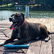 Karma joined the competition — help win amazing prizes! animal, brindle, collar, dock, dog, greenery, lake, nature, outdoor, panting, pet, playful, relaxed, resting, summer, sunlight, tongue_out, toy, water, wooden_planks