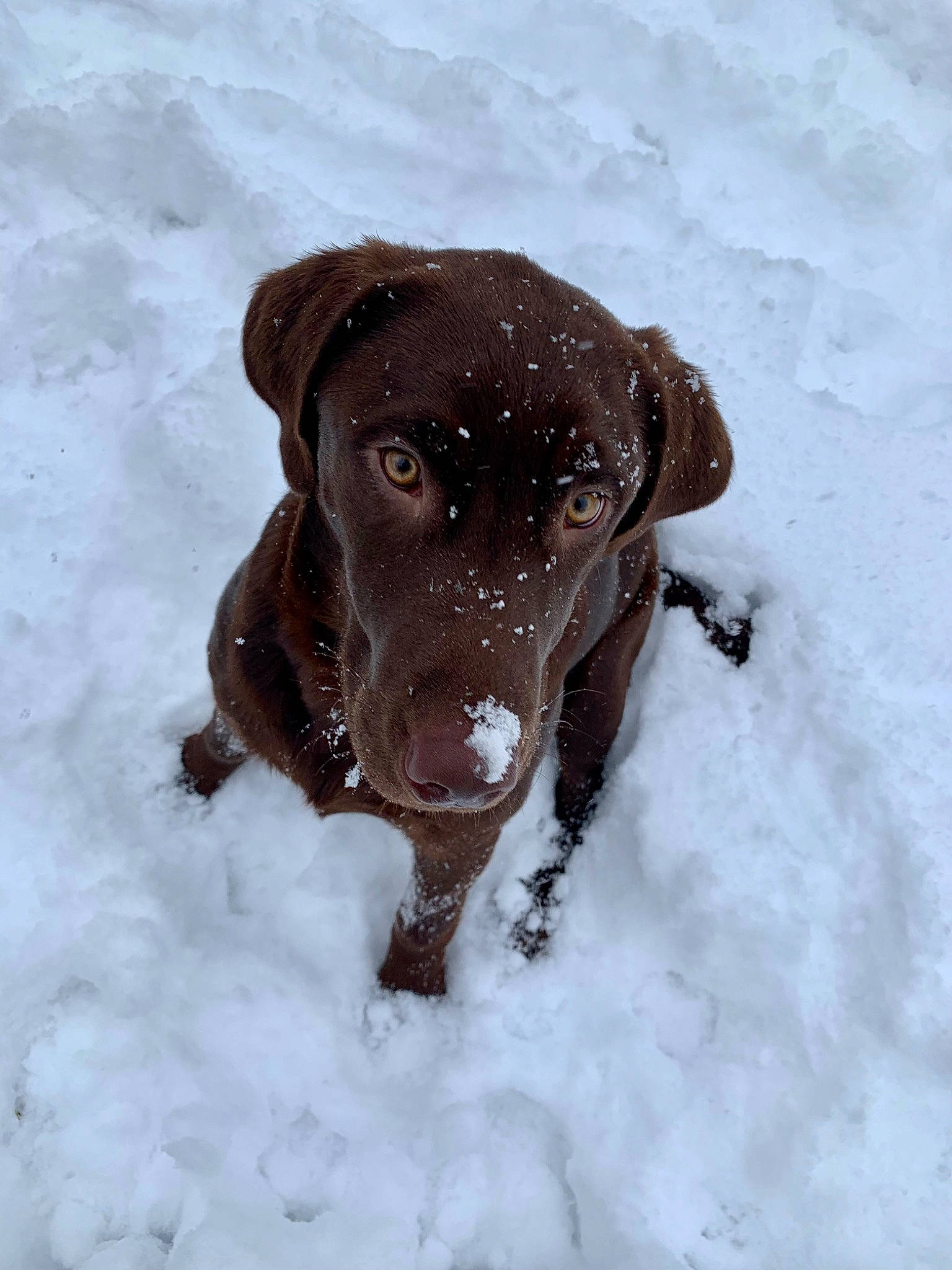 Raine joined the competition — help win amazing prizes! borador, carnivore, collar, dog, dog_breed, dog_collar, fawn, freezing, fur, gun_dog, liver, pet_supply, pointing_breed, retriever, snout, snow, sporting_group, whiskers, winter, working_animal