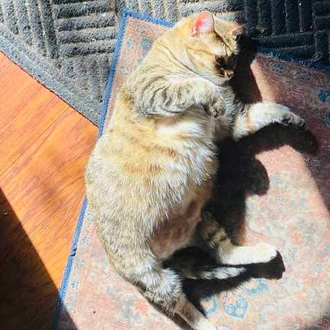 Hidi is registered to the contest to win money with this photo: animal, cat, cozy, cute, domestic, feline, floor, indoor, lazy, pet, relaxing, resting, rug, shadow, sleepy, striped, sunlight, tabby, warm, wood_floor