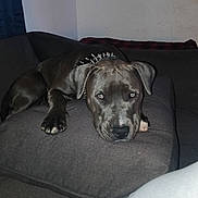 Ace joined the competition — help win amazing prizes! dog, pit_bull, pet, couch, pillow, indoor, living_room, resting, sleepy, stare, spiked_collar, collar, paw, muzzle, brown_coat, eyes, nose, furniture, portrait, relaxation