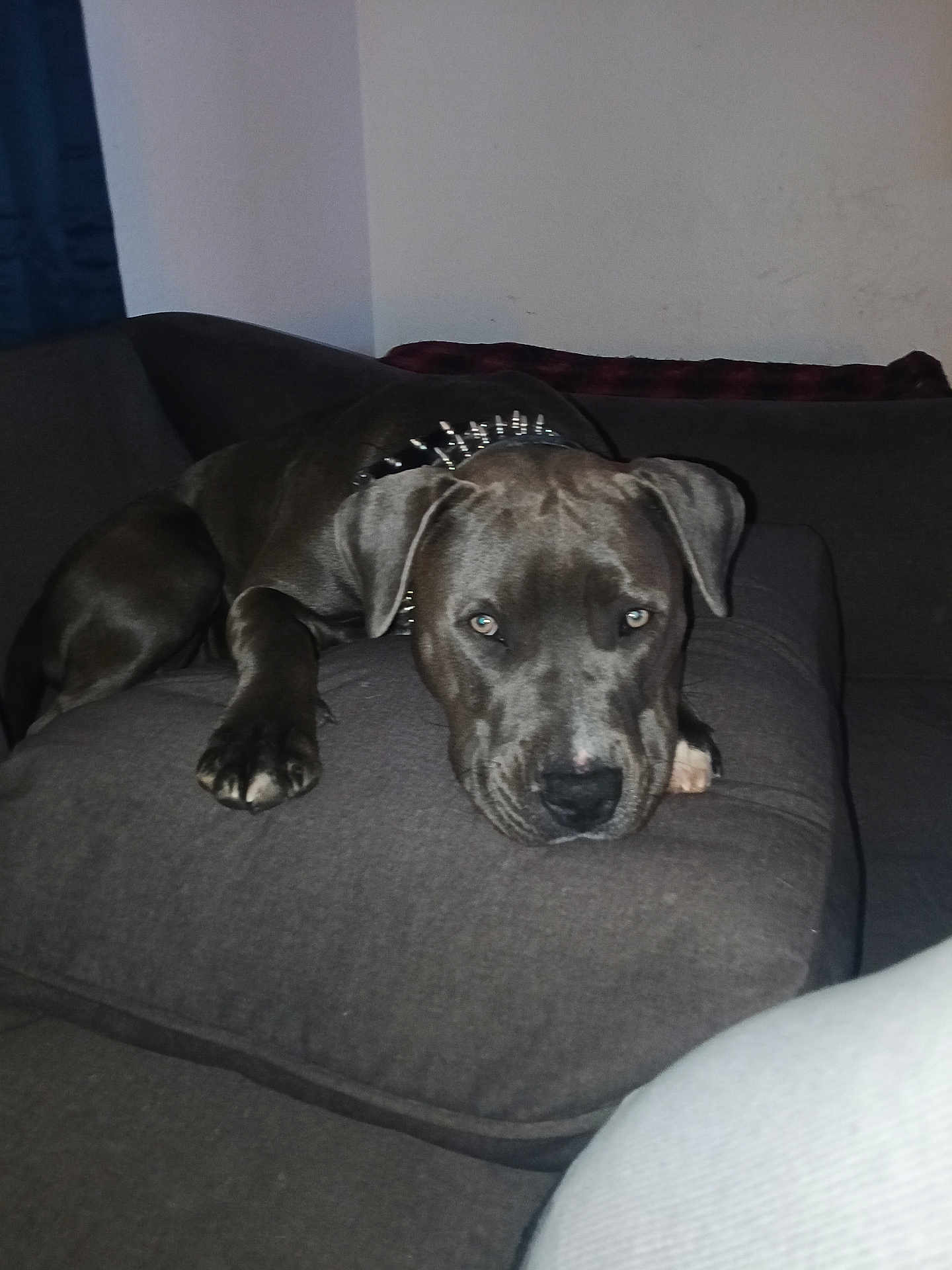 Ace joined the competition — help win amazing prizes! dog, pit_bull, pet, couch, pillow, indoor, living_room, resting, sleepy, stare, spiked_collar, collar, paw, muzzle, brown_coat, eyes, nose, furniture, portrait, relaxation