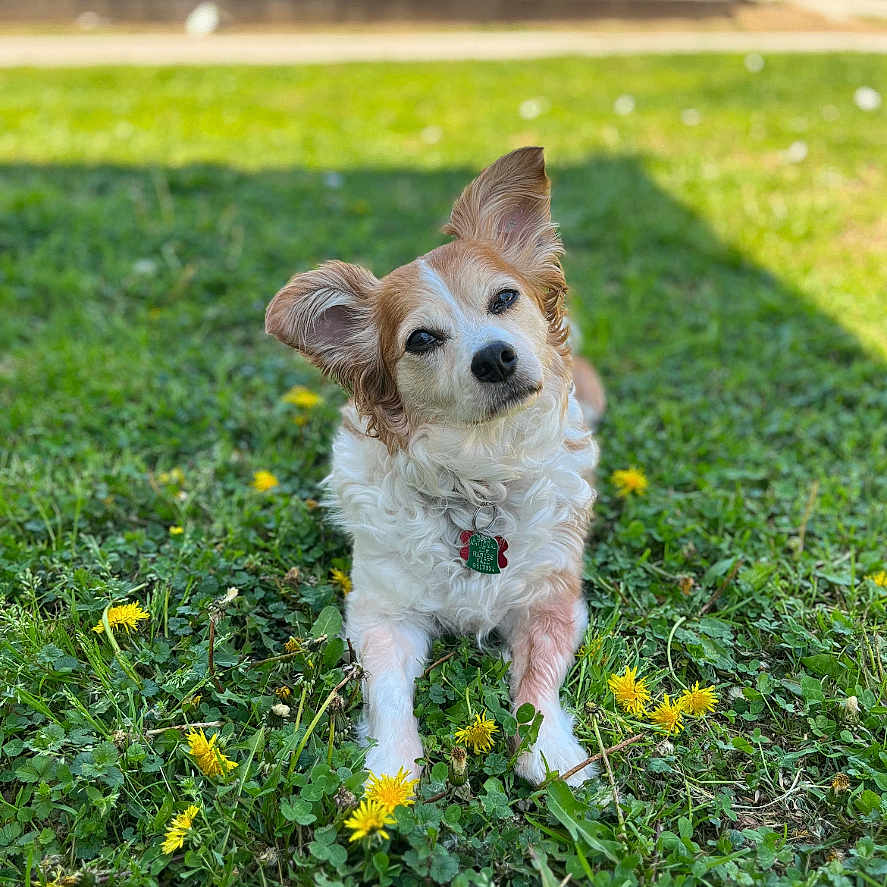 Joey joined the competition — help win amazing prizes! accessories, animal, canine, cockerspaniel, daisy, dog, field, flower, grass, grassland, herbal, lawn, nature, outdoors, papillon, pet, plant, puppy, strap, terrier