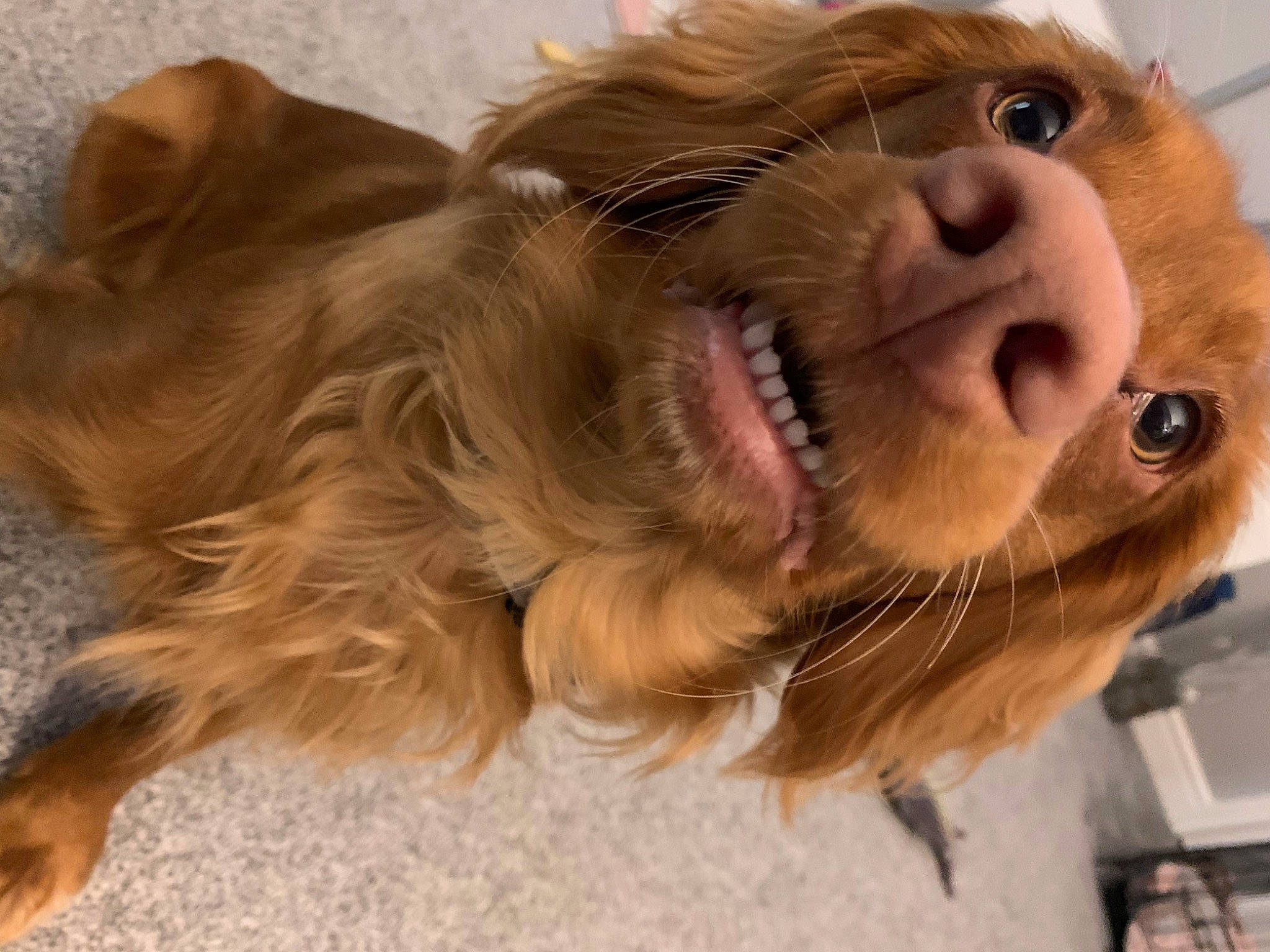 Stan is registered to the contest to win money with this photo: canidae, carnivore, companion_dog, dog, dog_breed, ear, fawn, fur, happy, liver, paw, selfie, smile, snout, spaniel, sporting_group, whiskers, working_animal, wrinkle, yawn