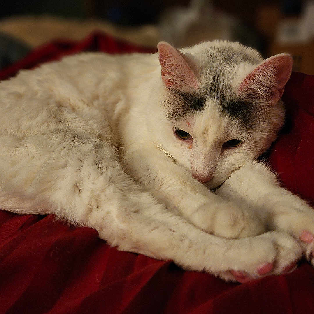 Tyrion is registered to the contest to win money with this photo: animal, bed, blanket, cat, closeup, cozy, cute, domestic_cat, feline, fur, indoor, pet, pink_paw_pads, red_blanket, relaxed, resting, sleepy, soft_light, whiskers, white_cat