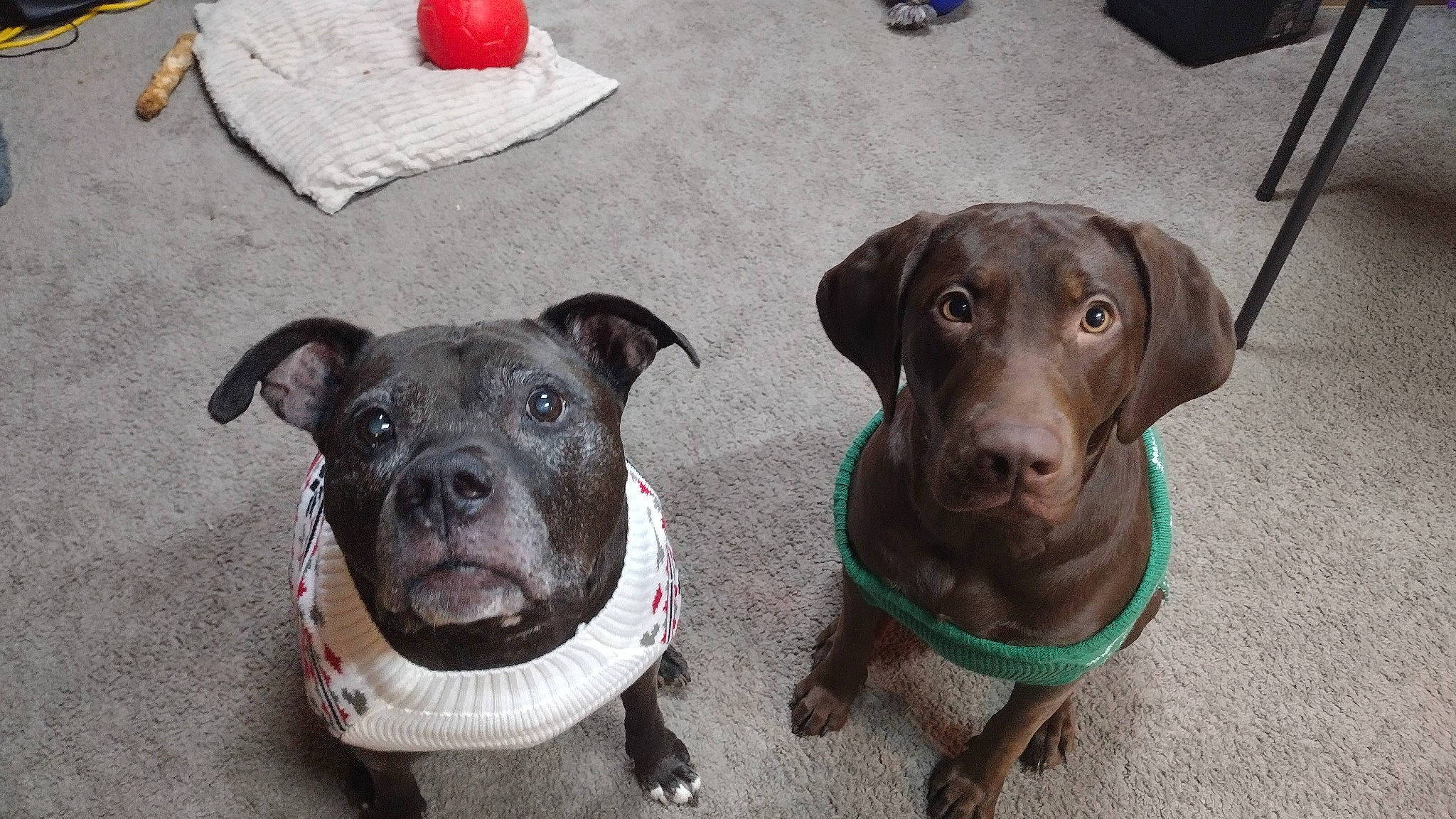 Zoey is registered to the contest to win money with this photo: borador, canidae, carnivore, collar, companion_dog, dog, dog_breed, dog_collar, dog_supply, fashion_accessory, fawn, guard_dog, gun_dog, leash, liver, pet_supply, snout, sporting_group, whiskers, working_animal